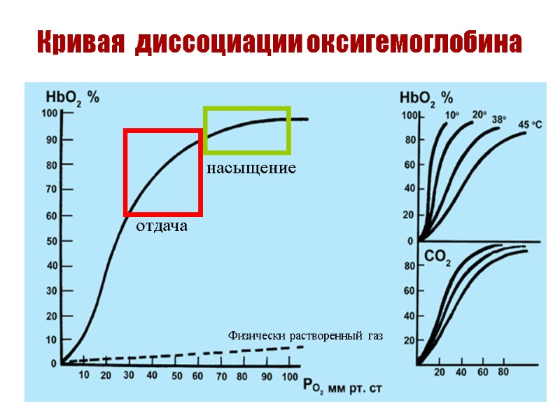 Кривая  диссоциации оксигемоглобина отдача насыщение Физически растворенный газ